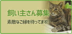 飼い主さん募集中！