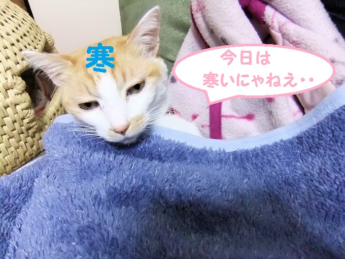 猫は寝ぼけ顔だってプリティ 神奈川県相模原市で出張買取りでした 古本出張買取り くまねこ堂 妻のブログ