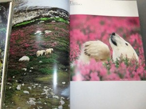 銀座　世界の動物遺産　写真集