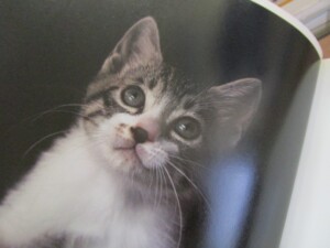 タムシン・ピッケラル著、アストリッド・ハリソン写真『世界で一番美しい猫の図鑑』五十嵐友子訳（エクスナレッジ、2014年）